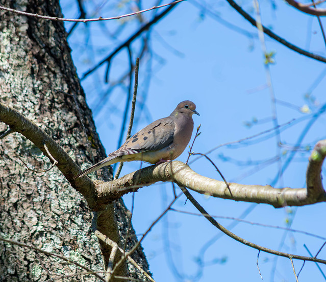 Mourning Dove Blue Sky