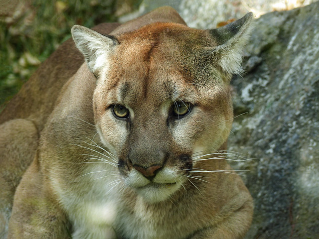 02 Cougar / Puma concolor, Calgary Zoo, 2008