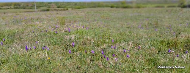 brenne1. Green-winged Orchids (Orchis morio)