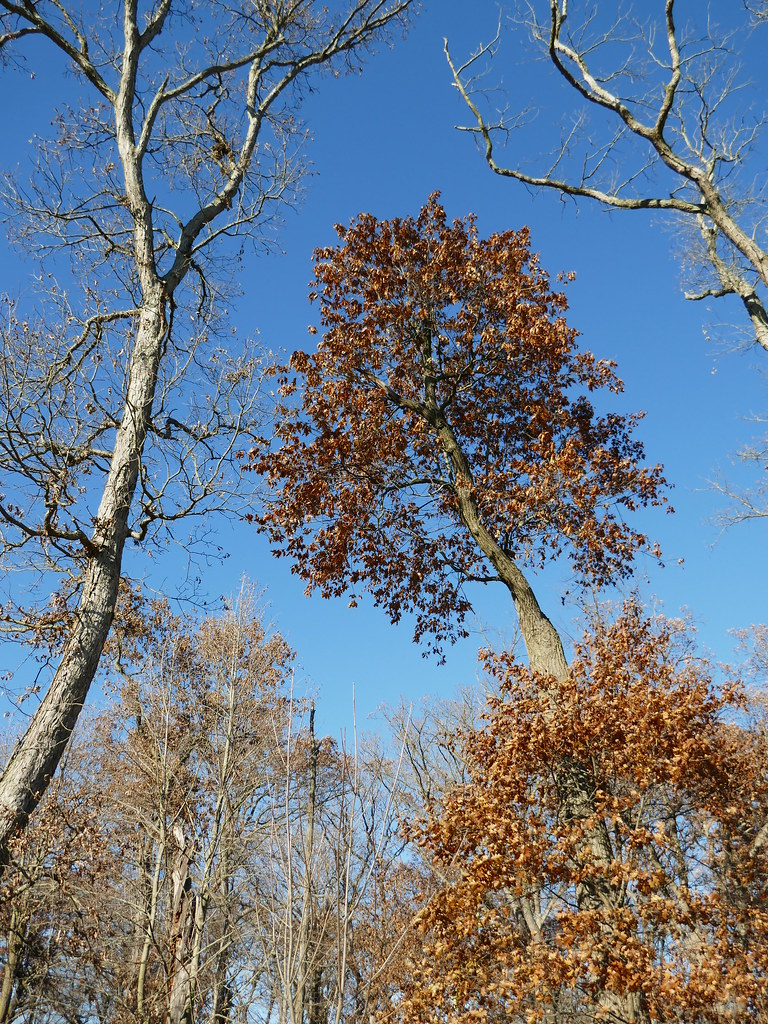 Glen Ellyn, IL, Churchill Woods Forest Preserve, Fall Foliage