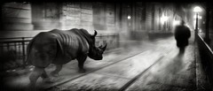 Série 64: Un rhino en ville (1)