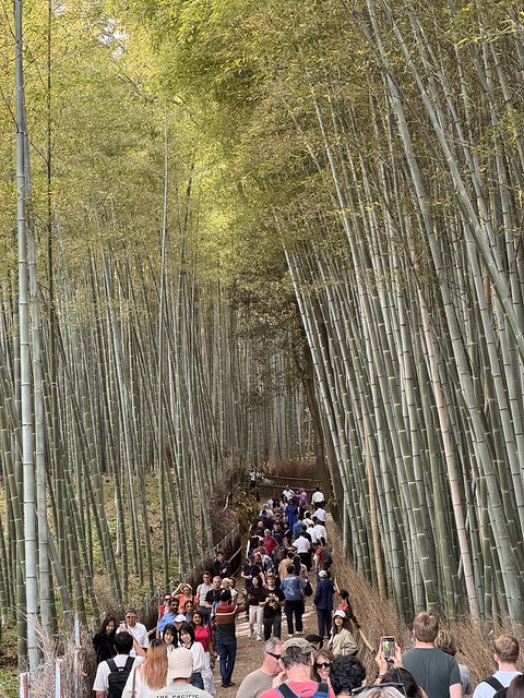 Im Bambuswald von Kyoto ist man nicht alleine unterwegs