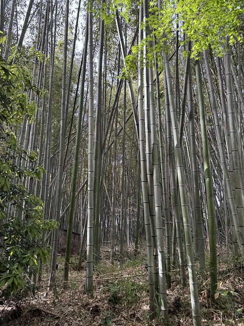 Bambuswald von Kyoto