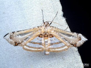 Window-winged moth (Herdonia sp.) - P3115179