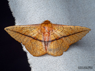 Window-winged moth (Telchines vialis) - P3103112