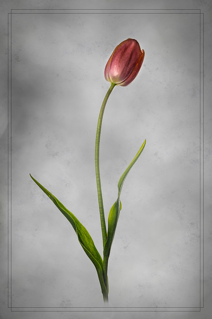 Tulip-0668-Edit.jpg