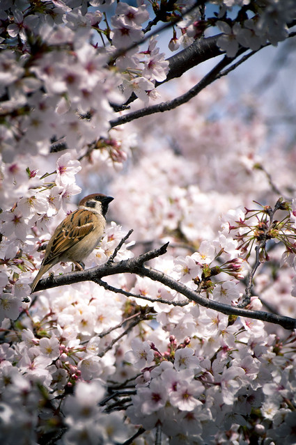 Sparrow Among the Blossoms