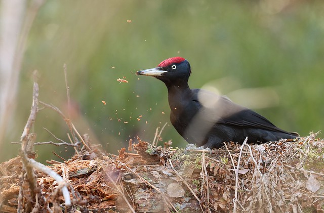 Black woodpecker feeding