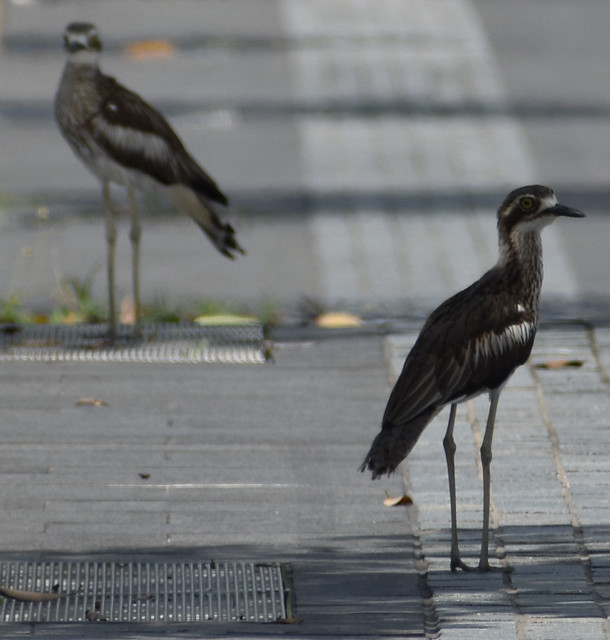 Bush stone-curlews, Kissing Pt, Townsville, QLD, 31/01/24