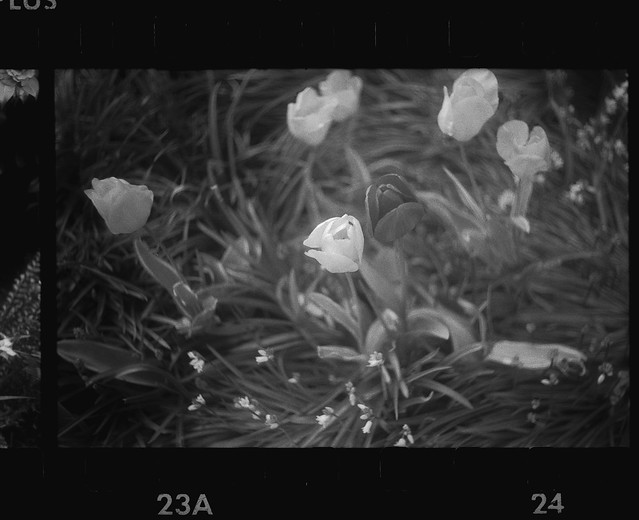 Tulip - Film Leica