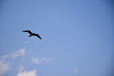 7F7303CF-6B12-4417-B71A-B0826682E0F2_1_105_c.jpeg