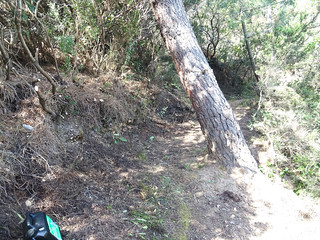 Sentier littoral de Capu di Fora : vues du sentier au retour vers Pinareddu avec le pin contourné côté amont