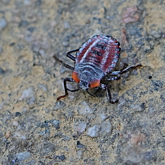 荔蝽, 荔枝椿象, Lychee stink bug, Tessaratoma papillosa,