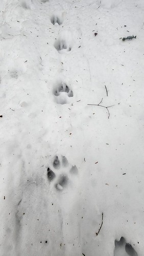 Scout's paw prints in snow 