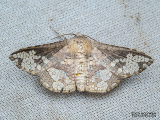Window-winged moth (Thyrididae) - P3103138