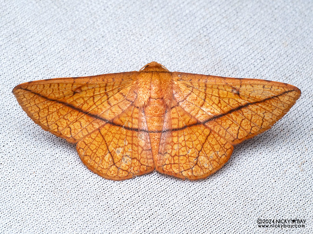 Window-winged moth (Thyrididae) - P3091964
