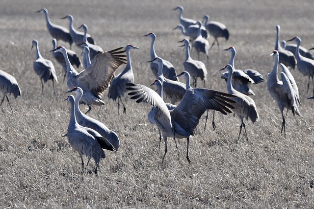 The crazy dance of the cranes