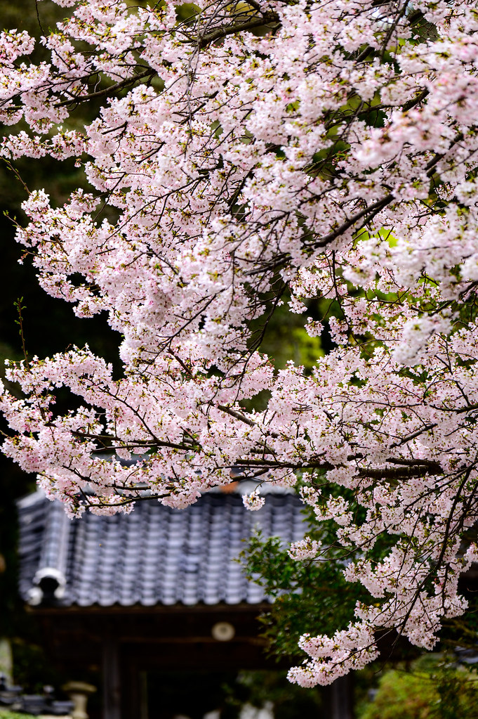 山門前の桜ーCherry blossoms at the temple entrance