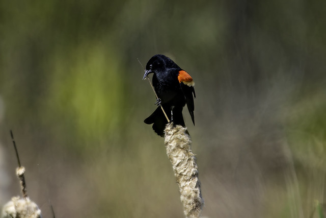 Red-winged Blsackbird on Cattail (1)