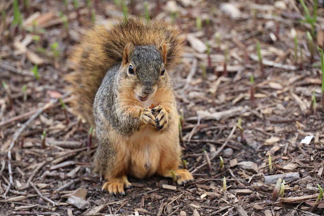 Fox Squirrels in Ann Arbor at the University of Michigan on April 16th, 2024