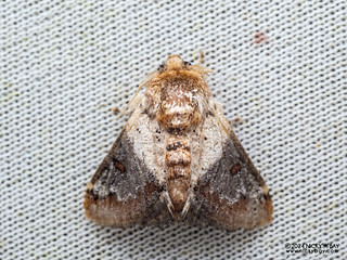 Slug moth caterpillar (Nirmides sp.) - P3103649