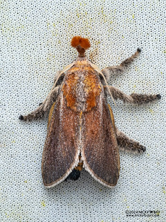 Slug moth caterpillar (Scopelodes unicolor) - P3092415