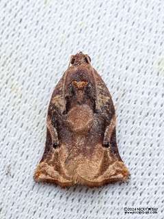 Leafroller moth (Archipini) - P3115185