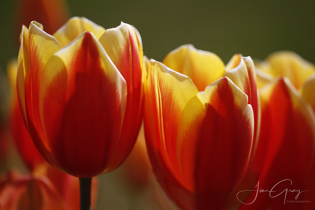 Tulips, Wooden Shoe Tulip Farm