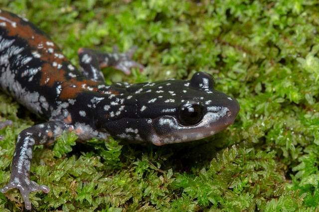 Yonahlossee salamander [Plethodon yonahlossee (longicrus)]]
