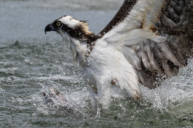 Osprey pulling out a Trout!