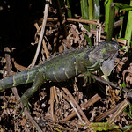 4-5-24, Green Iguana Wakodahatchee Wetlands, Delray Beach, FL.