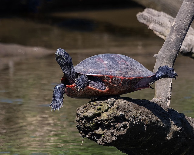 Plymouth red-bellied turtle