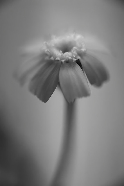 White Easterbonnet - Wildflower