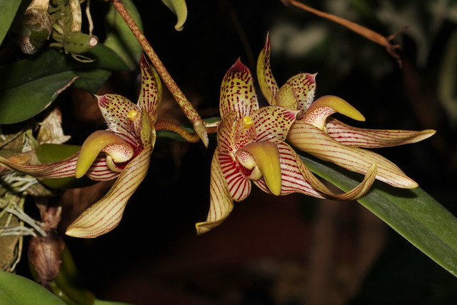 Bulbophyllum bicolor 2024-04-09 01