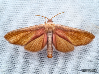 Window-winged moth (Thyrididae) - P3115234