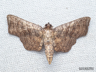 Window-winged moth (Mellea sp.) - P3092138