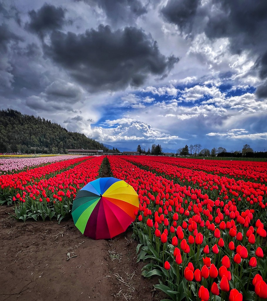 Tulip fields, Harrison, BC