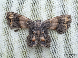 Scoopwing moth (Dysaethria scopocera) - P3125832