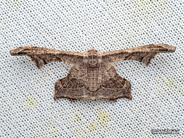 Window-winged moth (Siculodinae) - P3115182
