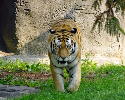 Nikolai Amur Tiger in the Detroit Zoo. 
