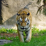 Nikolai Amur Tiger in the Detroit Zoo. 