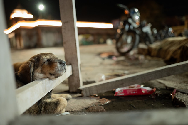 Puppy // Jodhpur India