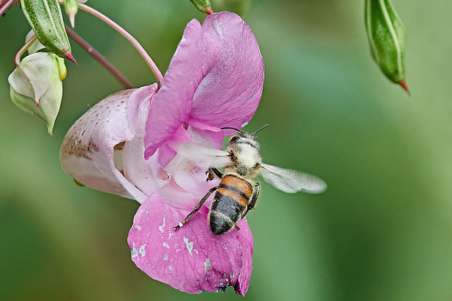 Honey Bee On Balsam