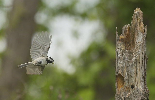 Carolina Chickadees. The babies have hatched and feeding is going on in earnest.