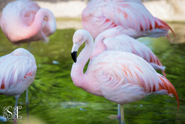 Light Pink Flamingos