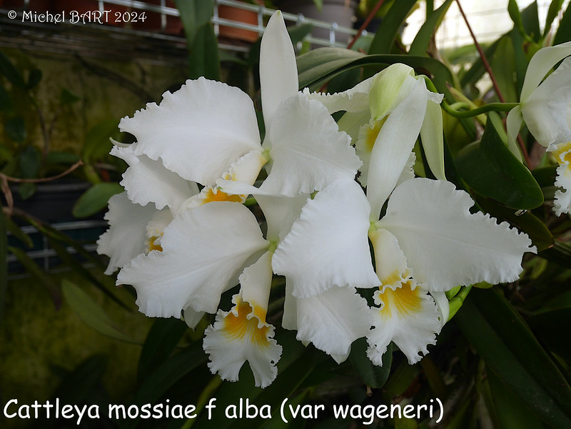 Cattleya mossiae f. alba (var wagereni) 53660699536_23ebb1bb40_c