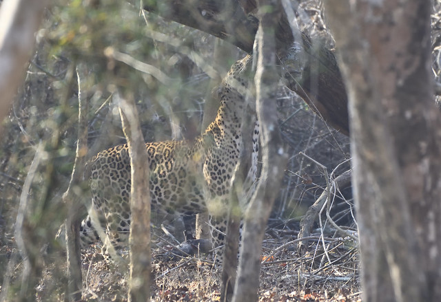 Indian leopard territory marking