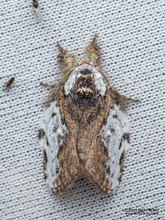 Prominent moth (Liparopsis sundana) - P3115244
