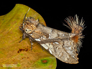 Prominent moth (Dudusa sp.) - P3115097