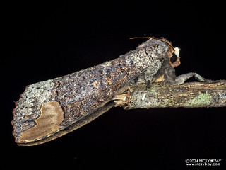 Buff-tip moth (Phalera sp.) - P3103920